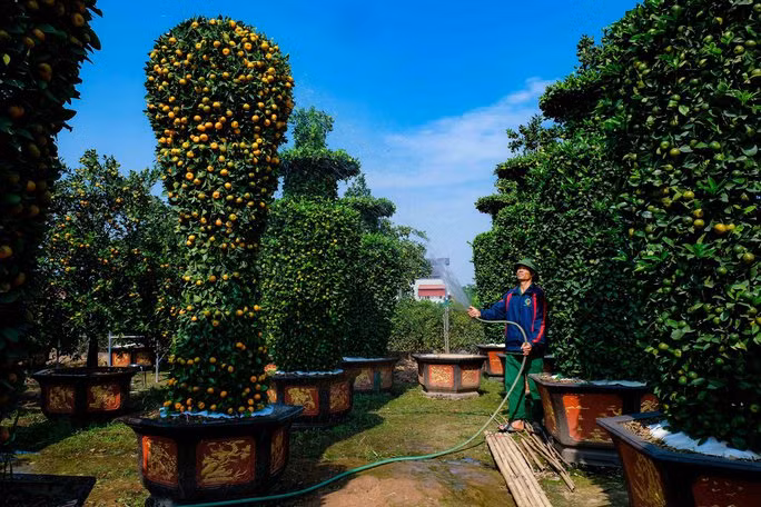 Nhằm để tăng sự mới mẻ và độc đáo, vườn quýt cảnh của anh Nguyễn Văn Thạnh tại thôn Phi Liệt (Liên Nghĩa, Văn Giang, Hưng Yên) được tạo bằng nhiều hình dáng độc đáo, bắt mắt.