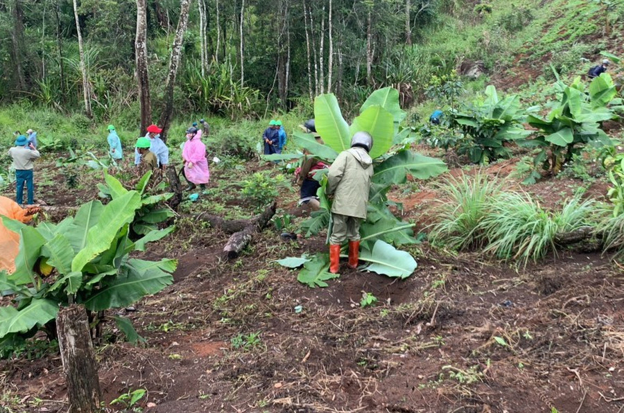 Cơ quan chức năng giải tỏa cây trồng lấn chiếm đất rừng ở tiểu khu 160A. Ảnh: CTV