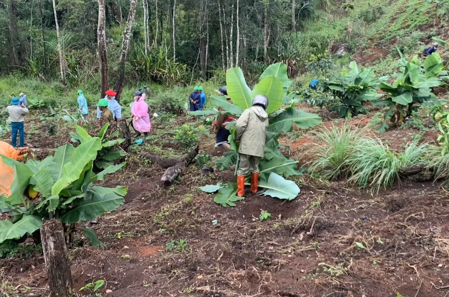 Cơ quan chức năng giải tỏa cây trồng lấn chiếm đất rừng ở tiểu khu 160A. Ảnh: CTV