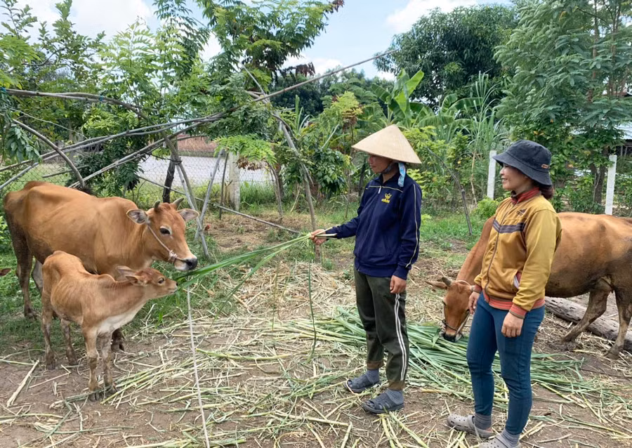 Nhờ được hướng dẫn kỹ thuật chăn nuôi, các hộ đồng bào dân tộc thiểu số ở huyện Phú Thiện đã từng bước vươn lên thoát nghèo. Ảnh: Vũ Chi