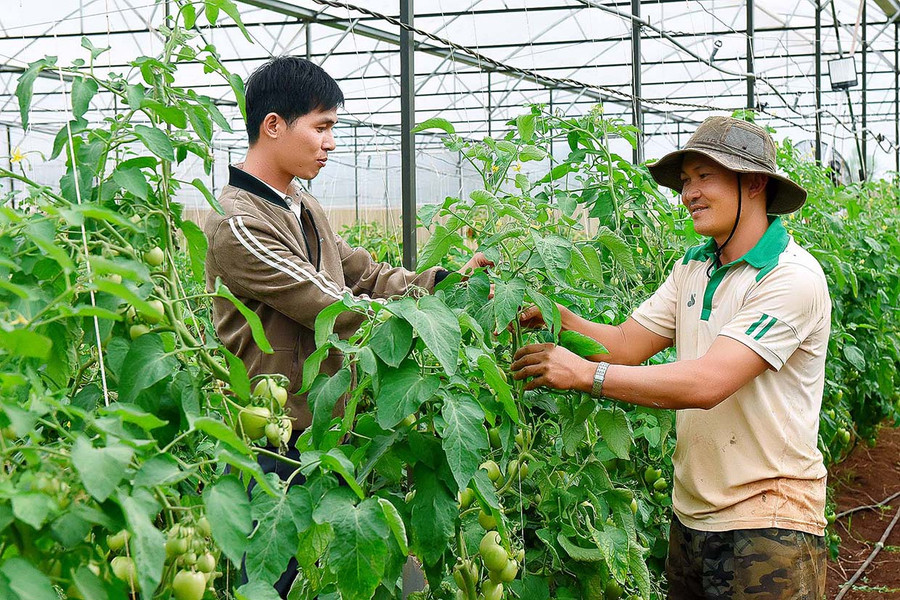  Mô hình trồng rau quả trong nhà lưới của người dân huyện Mang Yang mang lại hiệu quả kinh tế cao. Ảnh: Đức Thụy