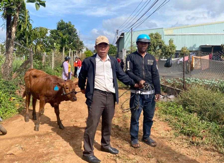 Người dân nhận bò cái sinh sản do Trung tâm Dịch vụ Nông nghiệp TP. Pleiku trao tặng. Ảnh: T.D Người dân nhận bò cái sinh sản do Trung tâm Dịch vụ Nông nghiệp TP. Pleiku trao tặng. Ảnh T.D