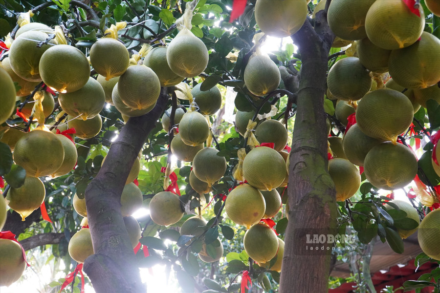 Ăn bưởi có thể giúp hạ đường huyết. Ảnh: Hạ Mây