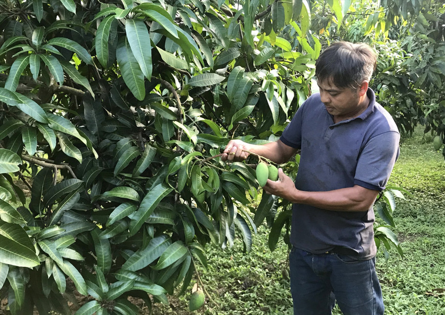 Vườn xoài của ông Mai Hồng Khởi, ở xã Trúc Sơn, huyện Cư Jút ra trái không đều, sản lượng thấp hơn mọi năm rất nhiều. Ảnh: Nguyễn Tâm