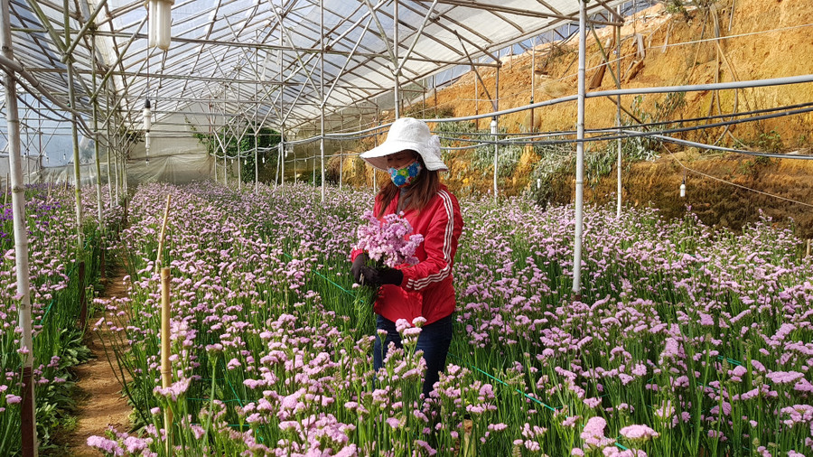 Sản lượng hoa cắt cành của tỉnh Lâm Đồng đạt hơn 3,6 tỉ cành/năm. Ảnh: Lâm Viên