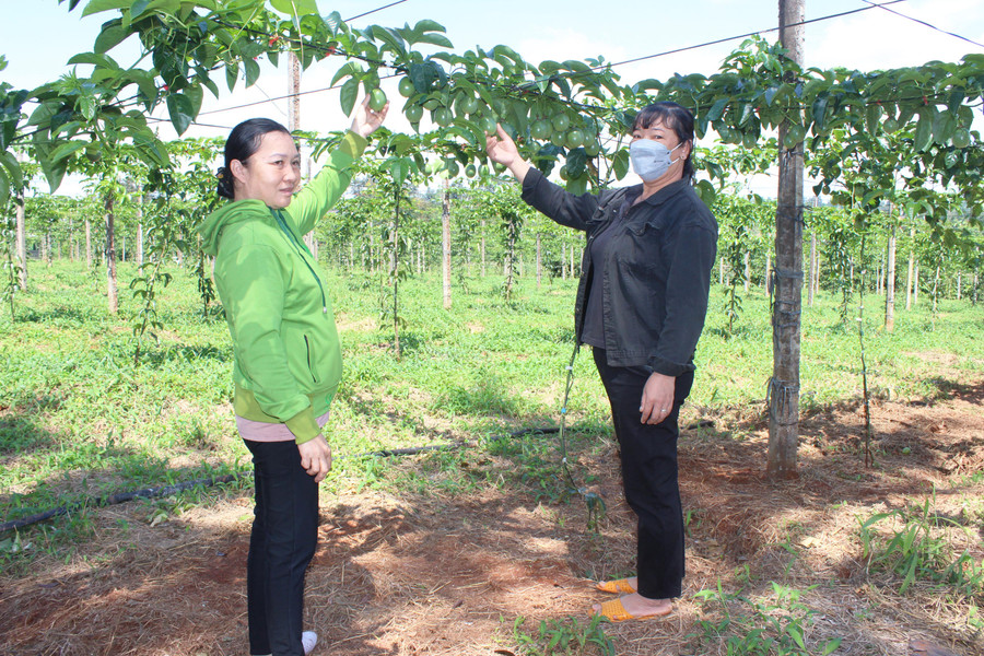 Mô hình liên kết sản xuất chanh dây theo tiêu chuẩn VietGAP tại xã Ia Phìn, huyện Chư Prông. Ảnh: Nguyễn Diệp