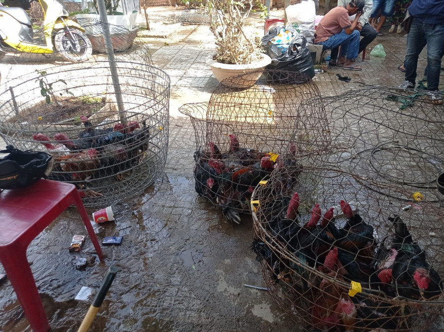 Gần 40 con gà đá để cá độ ăn tiền tại trường gà đã bị thu giữ. Ảnh: CACC Gần 40 con gà đá để cá độ ăn tiền tại trường gà đã bị thu giữ. Ảnh: CACC