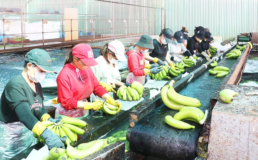  Dây chuyền sơ chế chuối tiêu già hương Nam Mỹ của Công ty cổ phần Nông nghiệp công nghệ cao Hưng Sơn (huyện Đak Đoa). Ảnh: Lê Nam