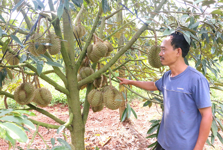 Diễn biến thời tiết thuận lợi cùng với việc ứng dụng các tiến bộ của khoa học kỹ thuật vào sản xuất nên vườn sầu riêng của anh Thiện luôn cho năng suất, chất lượng cao. Ảnh: Quang Tấn Diễn biến thời tiết thuận lợi cùng với việc ứng dụng các tiến bộ của khoa học kỹ thuật vào sản xuất nên vườn sầu riêng của anh Thiện luôn cho năng suất, chất lượng cao. Ảnh: Quang Tấn