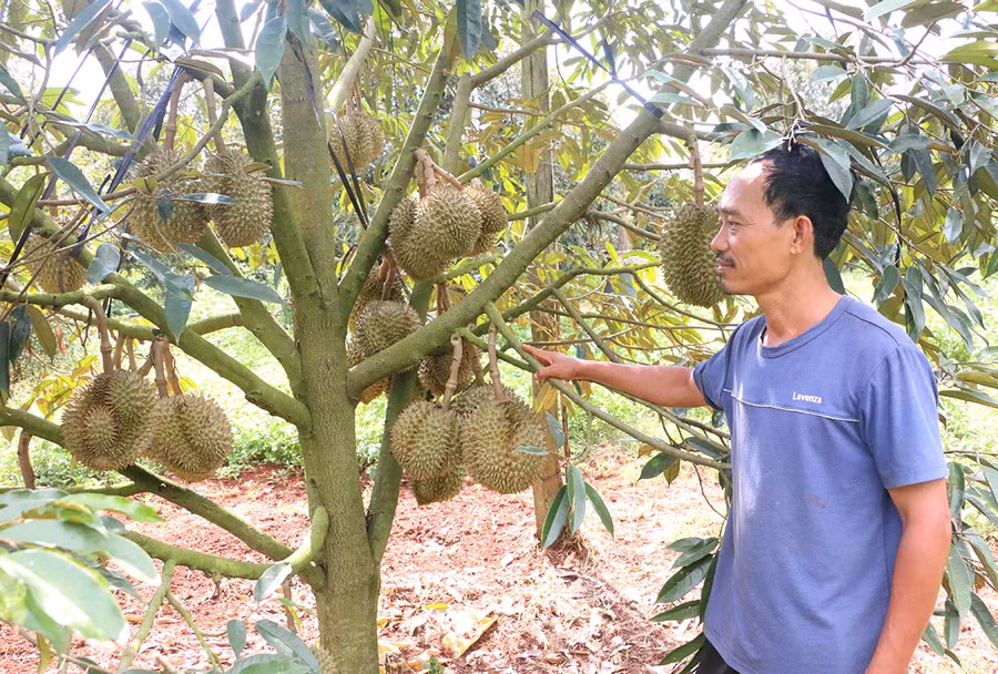  Diễn biến thời tiết thuận lợi cùng với việc ứng dụng các tiến bộ của khoa học kỹ thuật vào sản xuất nên vườn sầu riêng của anh Thiện luôn cho năng suất, chất lượng cao. Ảnh: Quang Tấn