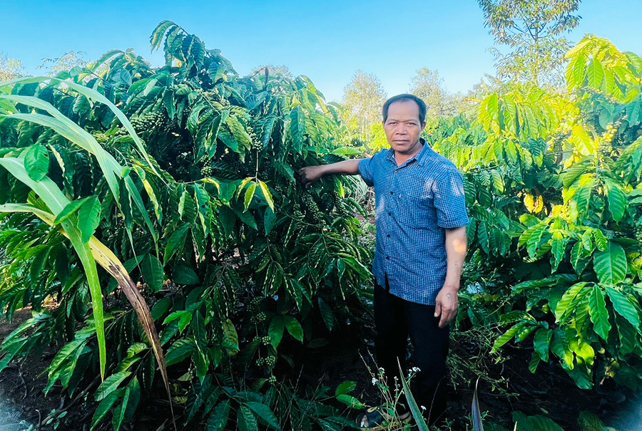  Ông Ksor Êk không chỉ là người tích cực trong công tác hòa giải mà còn làm kinh tế giỏi. Ảnh: Nhật Hào