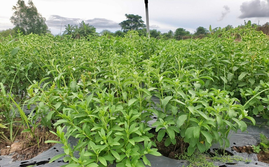 Cây cỏ ngọt Stevia là loại cây có thể tạo ra vị ngọt gấp nhiều lần đường sucrose từ mía. Ảnh: Đình Tuyển Cây cỏ ngọt Stevia là loại cây có thể tạo ra vị ngọt gấp nhiều lần đường sucrose từ mía. Ảnh: Đình Tuyển