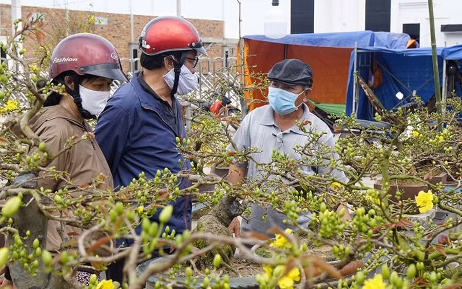 Nghề trồng mai ở TX.An Nhơn nổi tiếng khắp nước. Ảnh: Hoàng Trọng