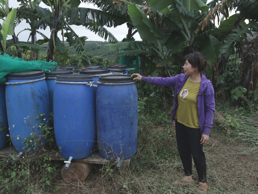 Bà Đàm Thị Tình dùng phân ủ từ cá để thay thế phân bón hóa học. Ảnh: Xuân Lâm