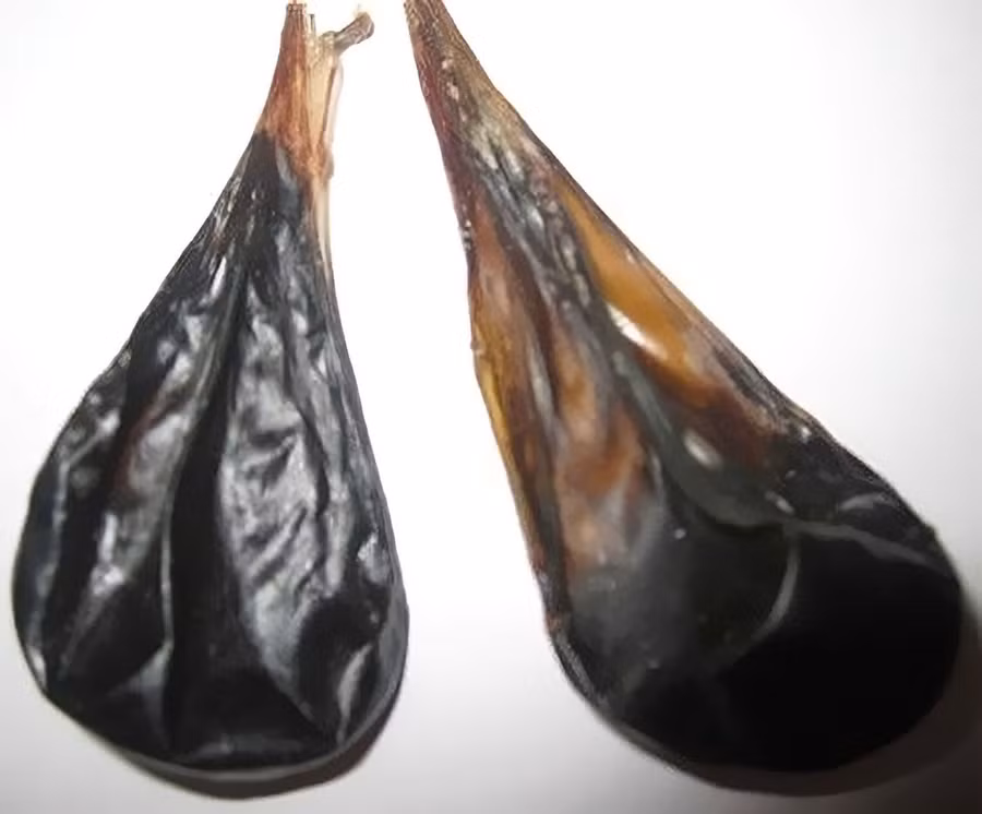 Mật heo là một vị thuốc chữa bệnh của Đông y. Ảnh: Từ Ân