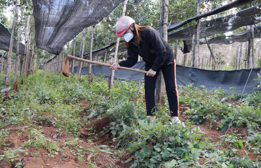 Chăm sóc vườn đan sâm (ảnh nhân vật cung cấp).