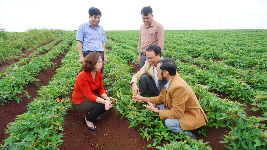 Cán bộ, người dân xã Tân Bình (huyện Đak Đoa) trao đổi kinh nghiệm trồng khoai lang Lệ Cần. Ảnh: Thiên Di