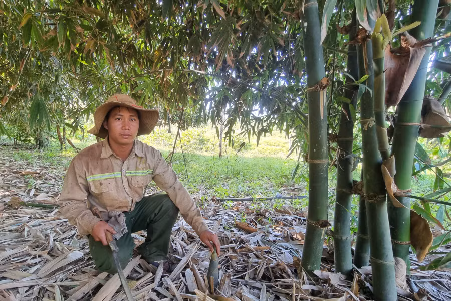 Vườn tre của gia đình anh Bleo (làng Kop) mỗi năm cho nguồn thu gần 60 triệu đồng. Ảnh: Phạm Ngọc