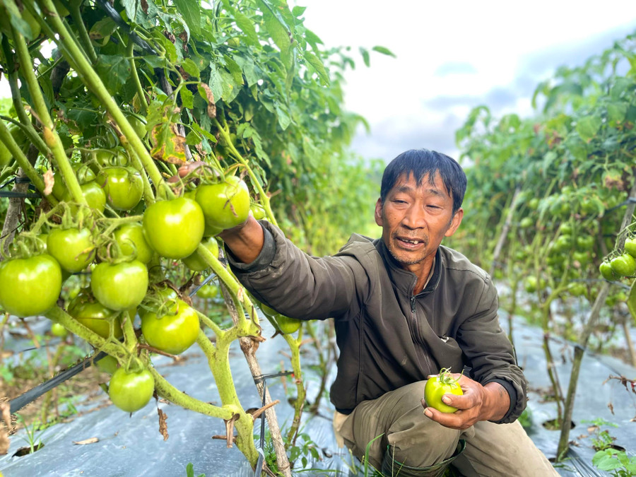 Ông Tô Văn Trung (thị trấn Kbang) tham gia sản xuất rau an toàn theo tiêu chuẩn VietGAP mang lại thu nhập cao. Ảnh: Minh Phương
