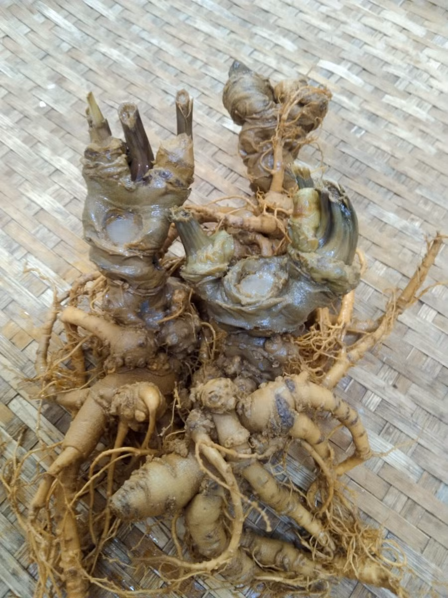  Tam thất bắc, loại thảo dược quý này giờ tìm trong tự nhiên rất hiếm