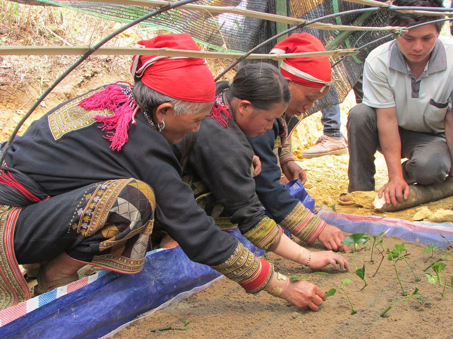 Trồng cây thuốc tắm của người Dao đỏ trong HTX của bà Chảo Sử Mẩy.