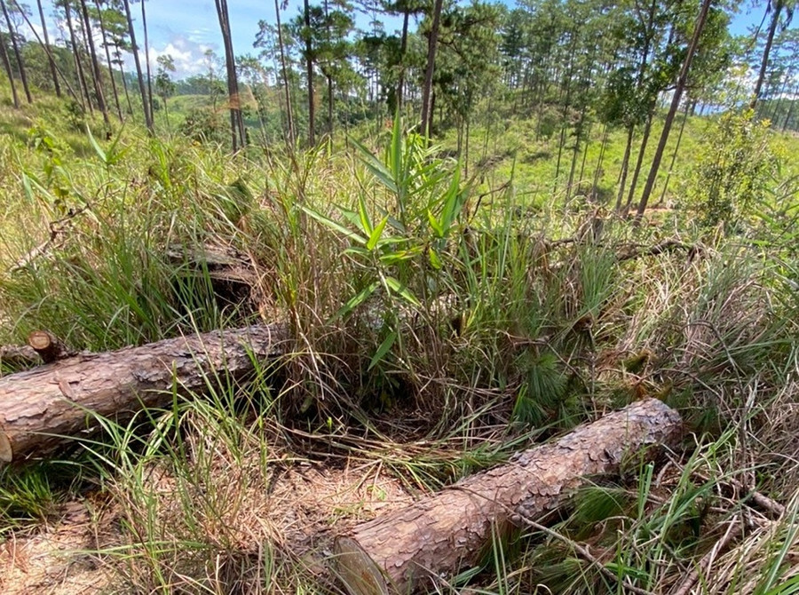 Một vụ phá rừng xảy ra ở H.Đam Rông. Ảnh: G.B  Một vụ phá rừng xảy ra ở H.Đam Rông. Ảnh: G.B