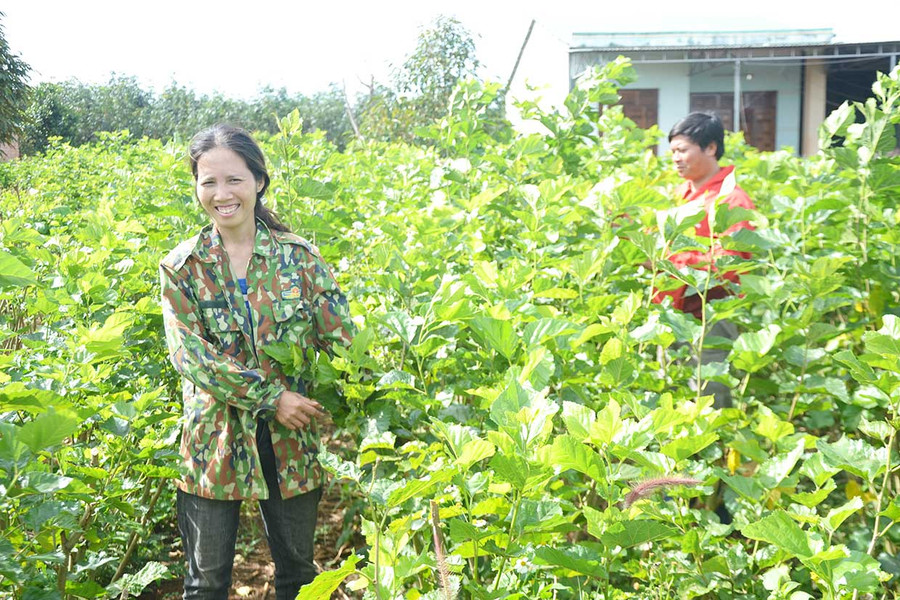 Vợ chồng anh Trần Ngọc Minh chăm sóc vườn dâu của gia đình. Ảnh: Hoàng Cư Vợ chồng anh Trần Ngọc Minh chăm sóc vườn dâu của gia đình. Ảnh: Hoàng Cư