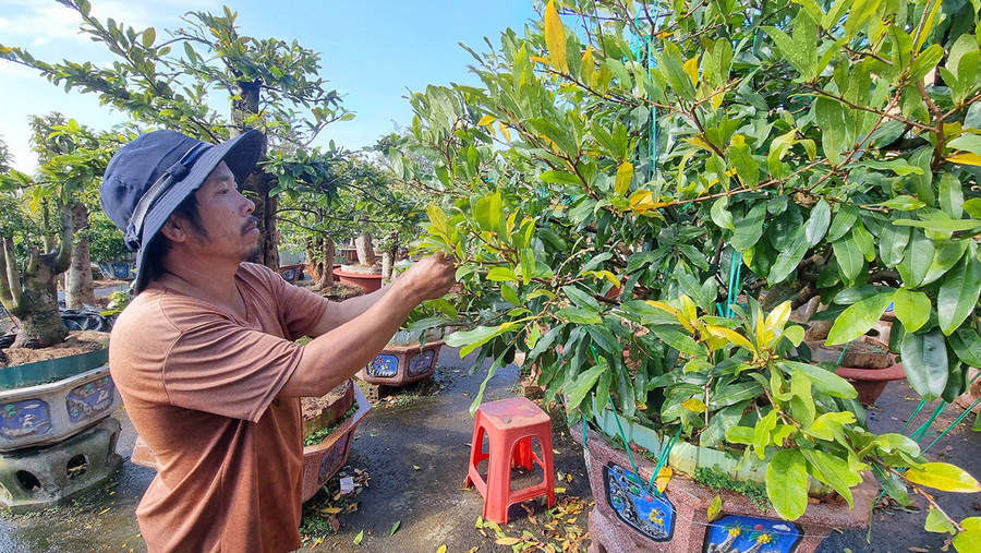 Vườn mai hơn 400 gốc của anh Lê Văn Thảo (tổ 5, phường Yên Thế) hiện có gần 40% số cây đã trổ bông. Ảnh: Hà Phương Vườn mai hơn 400 gốc của anh Lê Văn Thảo hiện có gần 40% số cây đã trổ bông. Ảnh: Hà Phương