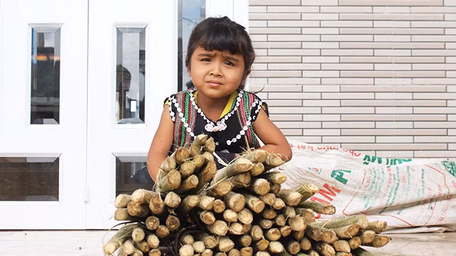 Những bó đọt mây rừng mới mang về nhà.