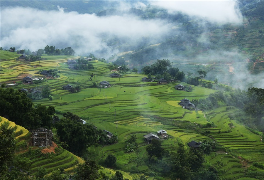 Choáng ngợp trước vẽ đẹp hùng vĩ ruộng bậc thang ở Bản Phùng mùa lúa chín. Ảnh Ngọc Thắng.