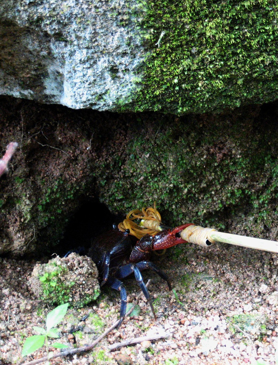 Đây không chỉ là nguồn nước tưới cho cây cối nơi đây bốn mùa xanh tươi, mà còn là thủ phủ của nhiều loài thủy sản độc đáo. Trong đó độc đáo nhất là cua. Cua núi Cấm sống âm thầm trong các hốc đá ven suối. Và chỉ rộ lên khi mưa về.