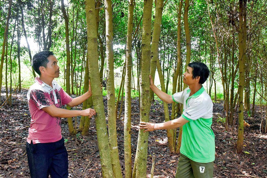 Đầu năm 2018, gia đình anh Hưi (bìa phải; làng Đê Kốp, thị trấn Kon Dơng) được vay 20 triệu đồng vốn giải quyết việc làm của Phòng Giao dịch Ngân hàng CSXH huyện. Anh dùng số tiền này mua 2 cặp bò sinh sản. Đến nay, 2 cặp bò đã đẻ được 4 con bê. Bên cạnh đó, anh còn trồng bời lời… Bình quân thu nhập của gia đình hiện đạt gần 100 triệu đồng/năm.  7. Đầu năm 2018, gia đình anh Hưi (bìa phải; làng Đê Kốp, thị trấn Kon Dơng) được vay 20 triệu đồng vốn giải quyết việc làm của Phòng Giao dịch Ngân hàng CSXH huyện. Anh dùng số tiền này mua 2 cặp bò sinh sản. Đến nay, 2 cặp bò đã đẻ được 4 con bê. Bên cạnh đó, anh còn trồng bời lời… Bình quân thu nhập của gia đình hiện đạt gần 100 triệu đồng/năm. có thu nhập ổn định Gia đình anh Hưi đã mua được nhà cho con ở riêng.