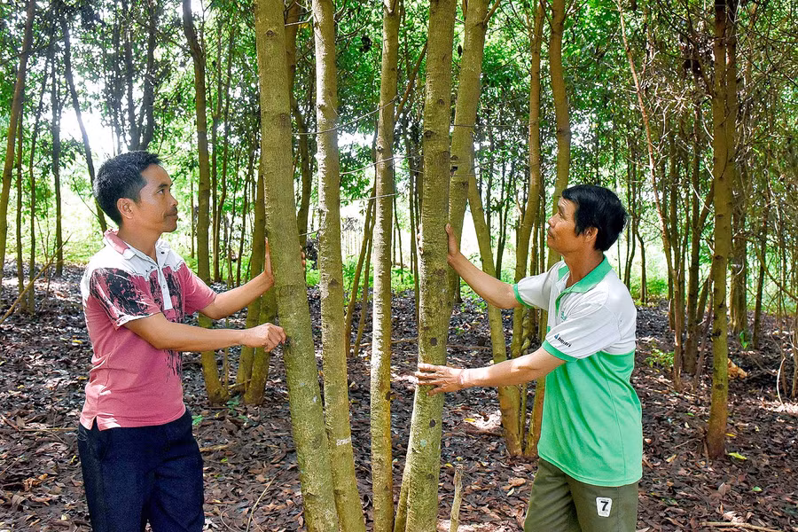  7. Đầu năm 2018, gia đình anh Hưi (bìa phải; làng Đê Kốp, thị trấn Kon Dơng) được vay 20 triệu đồng vốn giải quyết việc làm của Phòng Giao dịch Ngân hàng CSXH huyện. Anh dùng số tiền này mua 2 cặp bò sinh sản. Đến nay, 2 cặp bò đã đẻ được 4 con bê. Bên cạnh đó, anh còn trồng bời lời… Bình quân thu nhập của gia đình hiện đạt gần 100 triệu đồng/năm. có thu nhập ổn định Gia đình anh Hưi đã mua được nhà cho con ở riêng. 