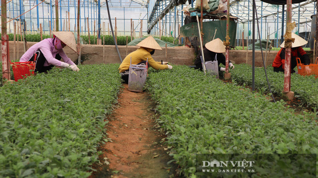 Những công nhân đang hái ngọn hoa cúc giống tại khu vườn của ông lão nông U70 Trần Ngọc Hòa.