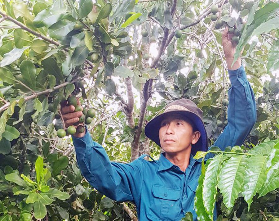 Ông Nguyễn Trí Hường (thôn 3, xã Sơ Pai) thu hoạch mắc ca. Ảnh: Ngọc Sang