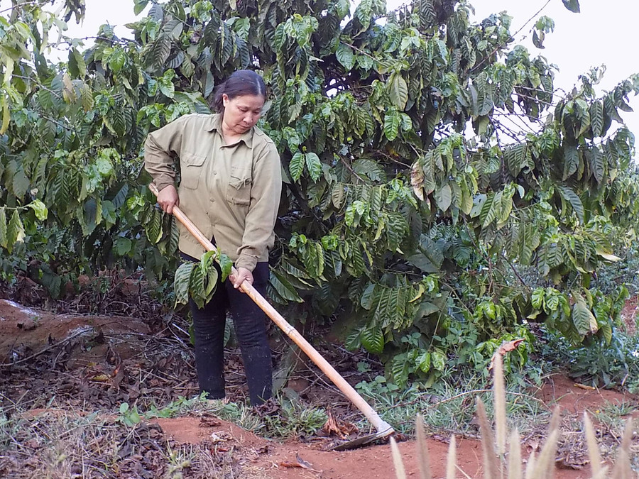 Bà Hán Thị Sơn (xã Ia Băng, huyện Đak Đoa) chăm sóc vườn cà phê của gia đình. Ảnh: Thanh Nhật 