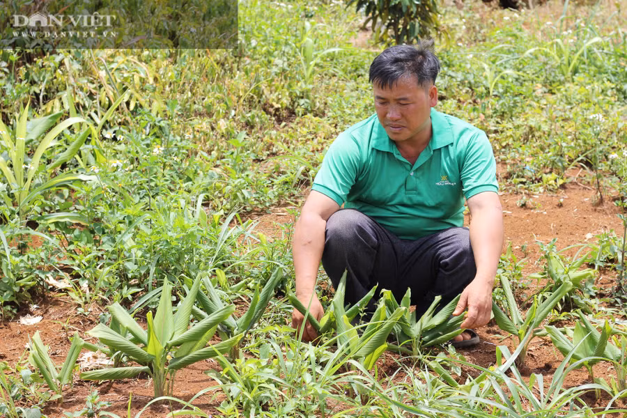 Cây nghệ thuốc đang được ông nông dân tỷ phú Phạm Văn Khang cho 