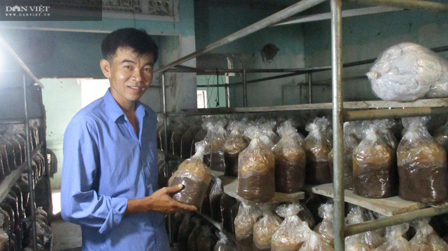 Trang trại trồng nấm của anh Nguyễn Văn Nhi, ở tại thôn Thạch Nham Đông, xã Hòa Nhơn, huyện Hòa Vang, TP Đà Nẵng.