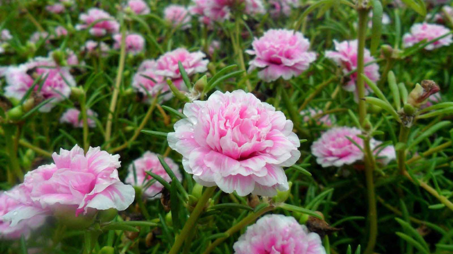 Hoa mười giờ. Ảnh: INTERNET