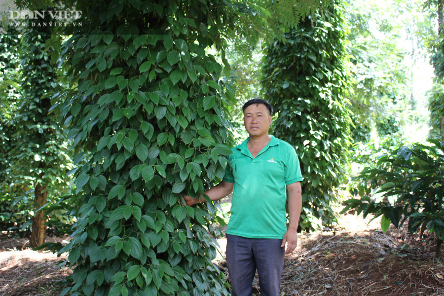 Dù giá xuống thấp, một phần diện tích cây hồ tiêu phát triển tốt vẫn được anh Phạm Văn Khang, (xã Đắk Búk So, huyện Tuy Đức, tỉnh Đắk Nông) giữ lại. (Ảnh: PL)