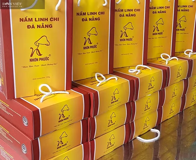 Nấm linh chi chỉ trồng 2 vụ nên sản lượng thu được khoảng 500kg mỗi năm, giá bán dao động từ 900.000-1.200.000 đồng/kg và có giá trị dược liệu cao.