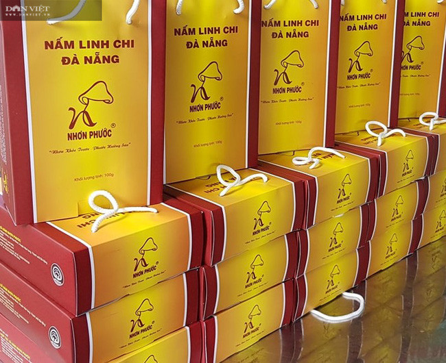 Nấm linh chi chỉ trồng 2 vụ nên sản lượng thu được khoảng 500kg mỗi năm, giá bán dao động từ 900.000-1.200.000 đồng/kg và có giá trị dược liệu cao.