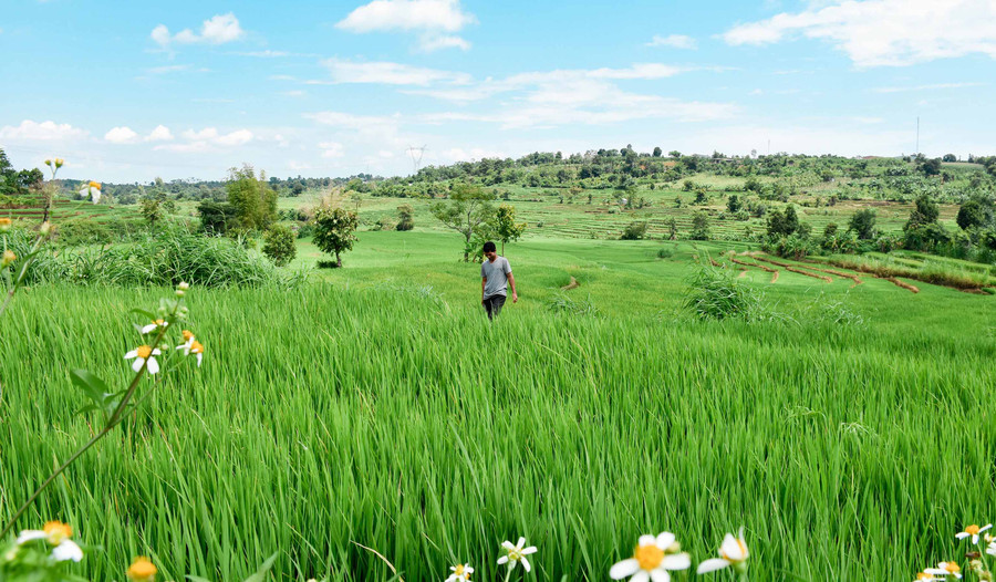 Cánh đồng lúa trải dài ôm trọn 2 làng Dun Bêu và Hăng Ring (thị trấn Chư Sê). Ảnh: Trần Dung 