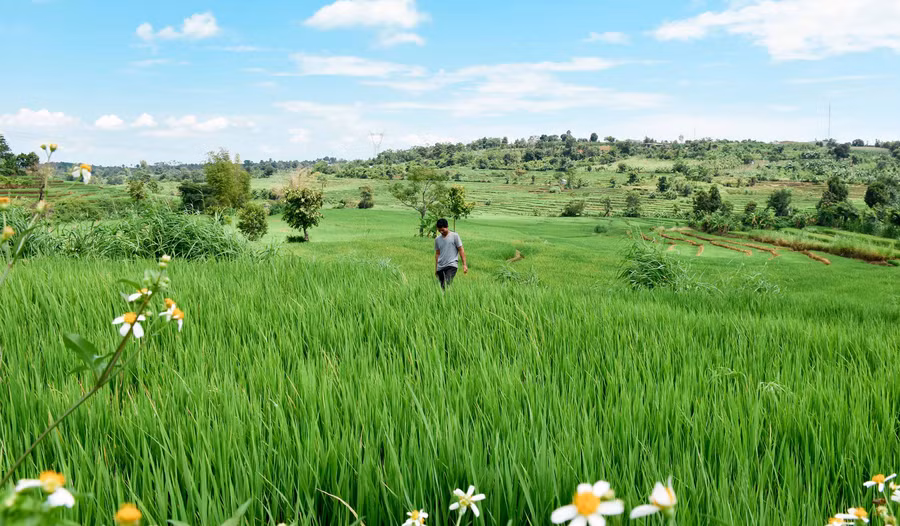 Cánh đồng lúa trải dài ôm trọn 2 làng Dun Bêu và Hăng Ring (thị trấn Chư Sê). Ảnh: Trần Dung 