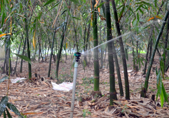  Hệ thống tưới tự động giúp măng sinh trưởng phát triển tốt. Ảnh: Trần Trung.