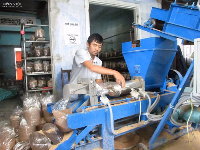 Dây chuyền đóng bịch phôi nấm bán tự động, giúp năng suất tăng gấp 3 lần so với đóng bịch thủ công.