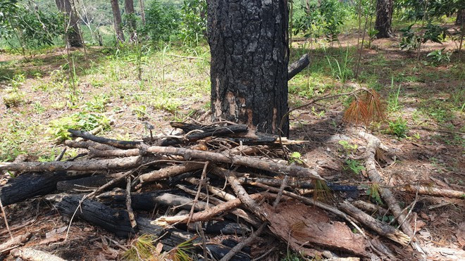 Một trong nhiều gốc thông bị đốt cháy sém tại TK 439 (xã Lộc Phú) ẢNH: TRÙNG DƯƠNG