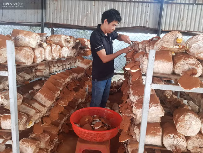 Anh Nhi đang thu hoạch nấm linh chi tại trang trại trồng nấm hôn Thạch Nham Đông, xã Hòa Nhơn, huyện Hòa Vang, TP Đà Nẵng.
