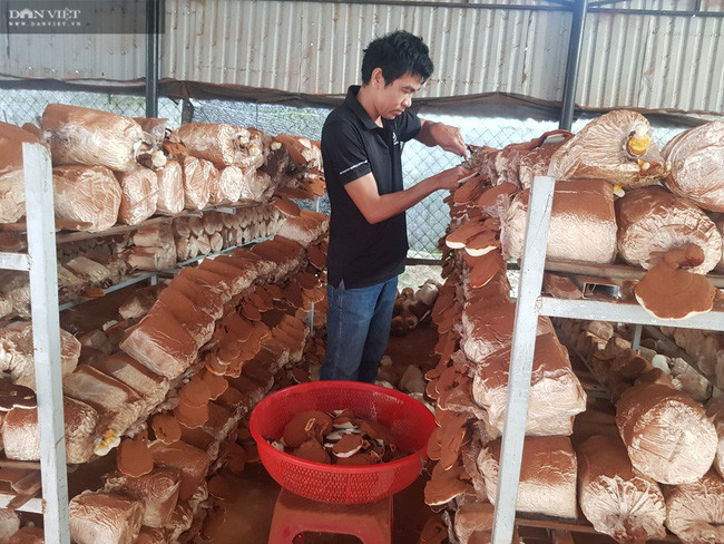 Anh Nhi đang thu hoạch nấm linh chi tại trang trại trồng nấm hôn Thạch Nham Đông, xã Hòa Nhơn, huyện Hòa Vang, TP Đà Nẵng.