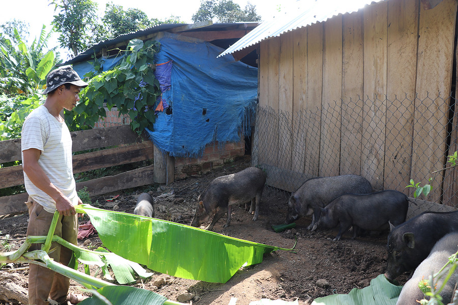 Anh Đinh Văn Đợi (làng Kon Lốc 1, xã Đak Rong, huyện Kbang) cho đàn heo ăn các loại rau cỏ, cây lá trong vườn. Ảnh: Ngọc Minh Anh Đinh Văn Đợi (làng Kon lốc 1, xã Đak Rong, huyện Kbang) cho đàn heo ăn các loại rau cỏ, cây lá trong vườn- Ảnh Ngọc Minh.jpg